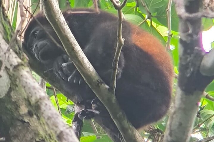 Manuel Antonio Park Guidad tur - Inträdesbiljett ingår
