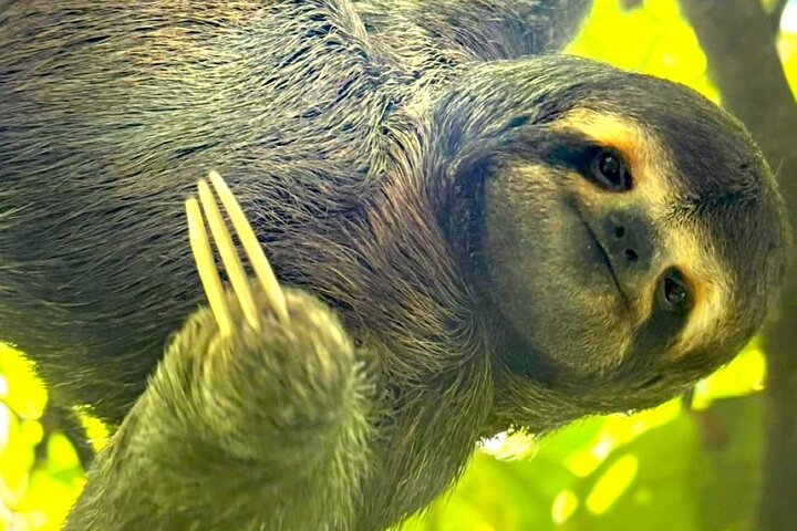 Manuel Antonio Park Guidad tur - Inträdesbiljett ingår