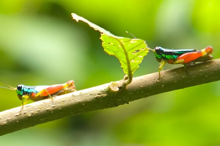 Manuel Antonio Park Guidad tur - Inträdesbiljett ingår
