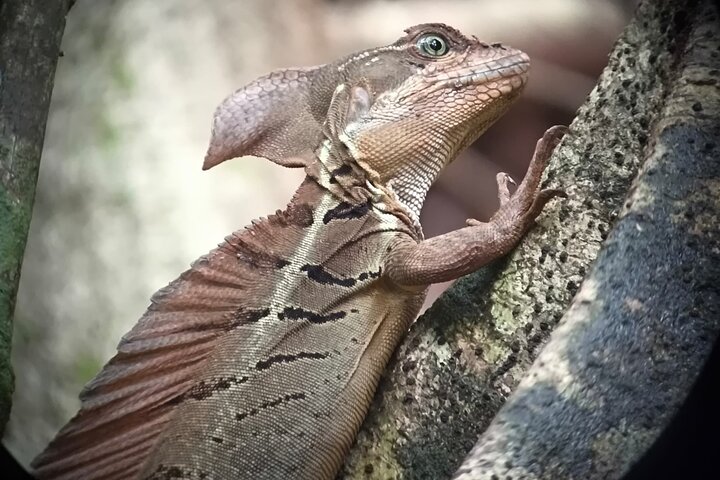 Manuel Antonio Park Guidad tur - Inträdesbiljett ingår