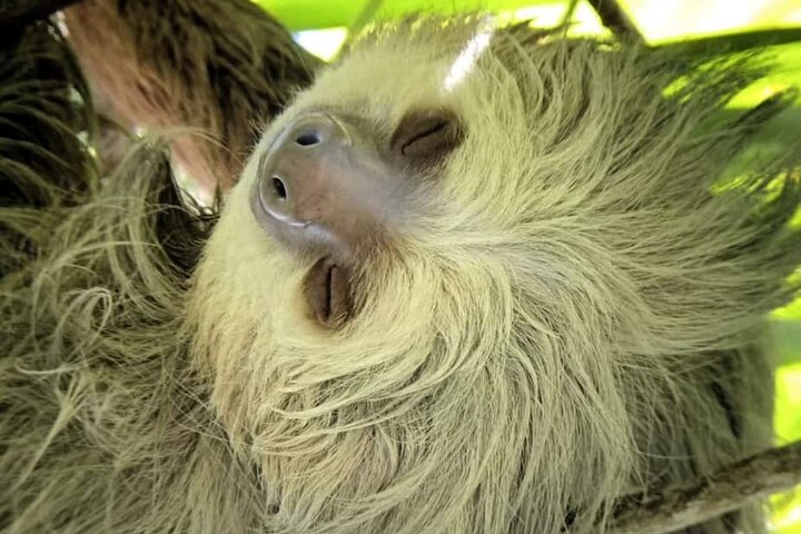 Manuel Antonio Park Guidad tur - Inträdesbiljett ingår