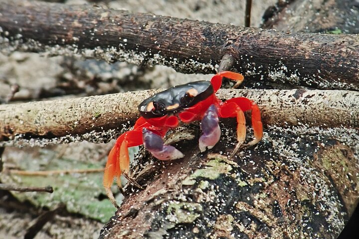 Manuel Antonio Park Guidad tur - Inträdesbiljett ingår