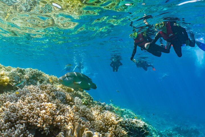 Sunlover Reef Cruises ofrece una gran experiencia de barrera de coral