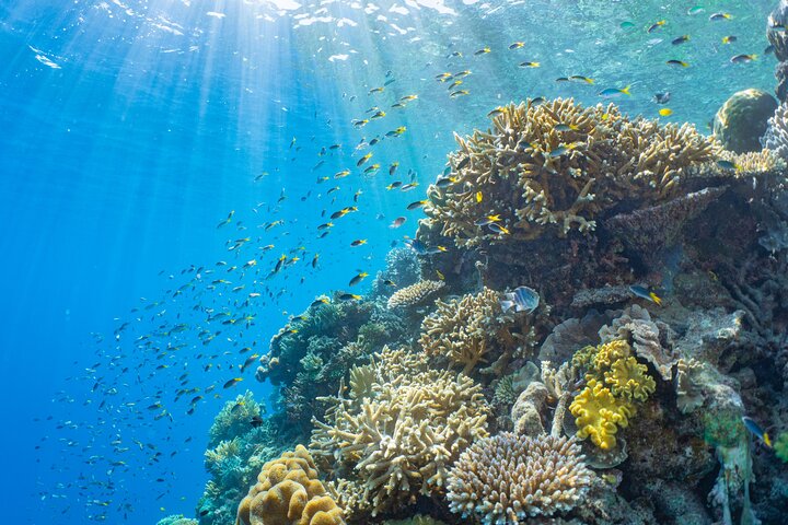 Sunlover Reef Cruises ofrece una gran experiencia de barrera de coral