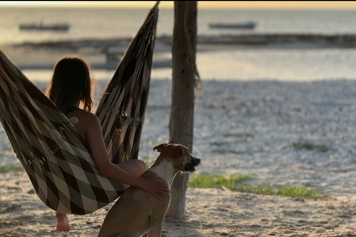 Bénévolat auprès des animaux et des communautés de Guajira