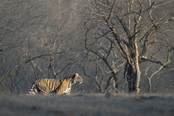 Safari des tigres dans le parc national de Ranthambore