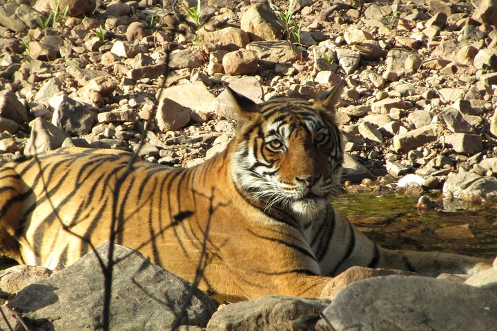 Safari des tigres dans le parc national de Ranthambore