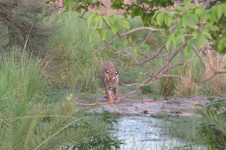 Safari des tigres dans le parc national de Ranthambore