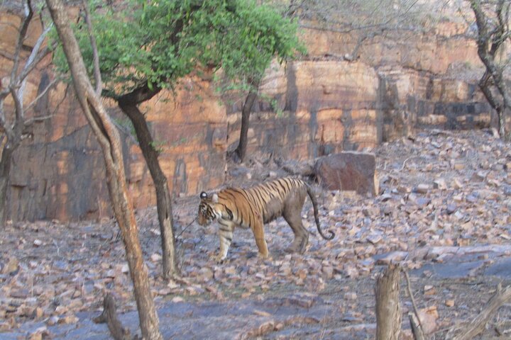 Safari des tigres dans le parc national de Ranthambore