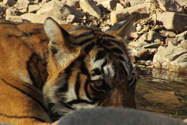 Safari des tigres dans le parc national de Ranthambore