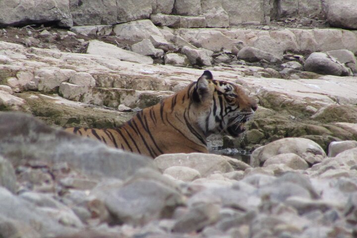 Safari des tigres dans le parc national de Ranthambore