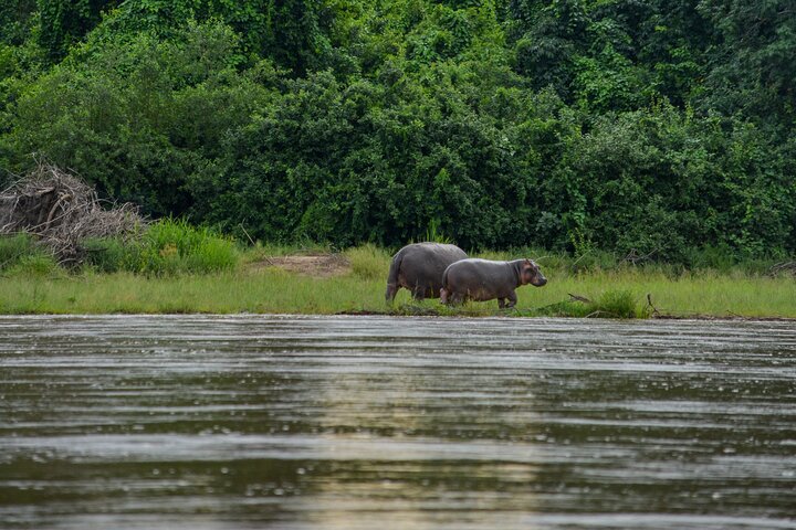 Desde Zanzíbar: Safari privado de día completo en Selous con vuelos
