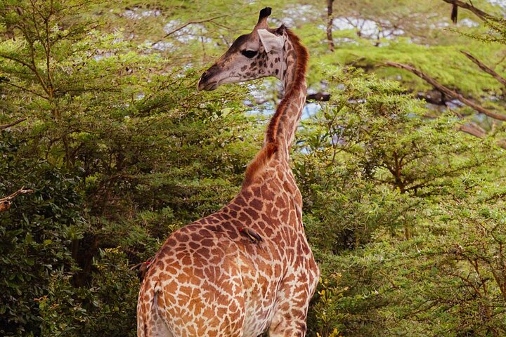 Desde Zanzíbar: Safari privado de día completo en Selous con vuelos