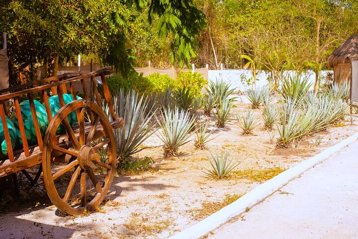 ATV 4×4+Cenote+Snorkeling+Beach Club+ Lunch+Sabores de Cozumel