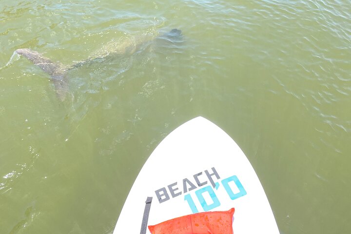 Bonita Springs Eco Kayak tur – beste utstyr, premium og klare kajakker