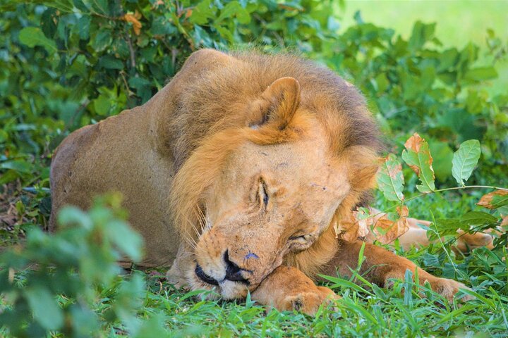 Desde Zanzíbar: Safari privado de día completo en Selous con vuelos