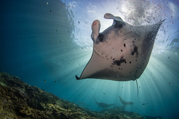 Nusa Penida : Schnorchelausflug Manta Point, Gamat Bay und Wall Bay