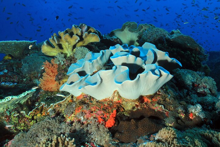 Nusa Penida : Schnorchelausflug Manta Point, Gamat Bay und Wall Bay