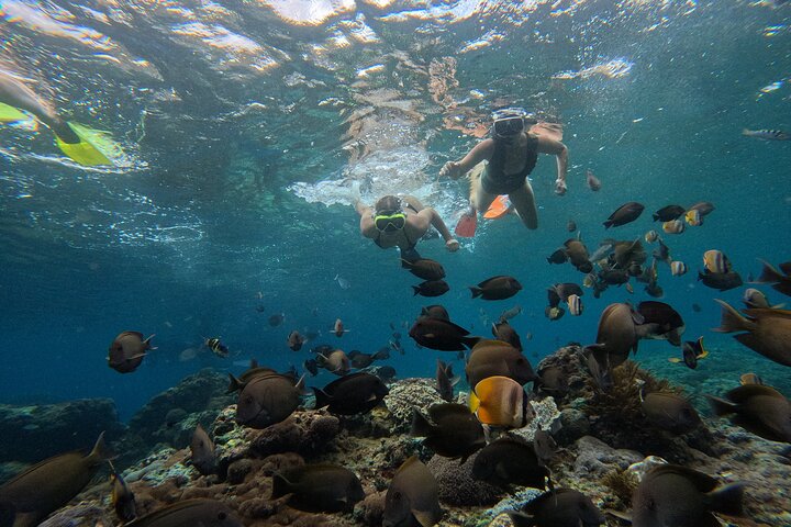 Lembongan Snorkeling à Manta Bay, Crystal Bay et Mangrove