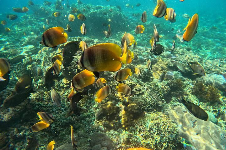 Lembongan Snorkeling à Manta Bay, Crystal Bay et Mangrove