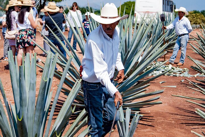 Tequila José Cuervo Verkostungsführung ab Puerto Vallarta
