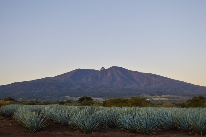 Tequila José Cuervo Verkostungsführung ab Puerto Vallarta