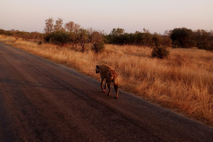 Kruger Park Safari from Maputo