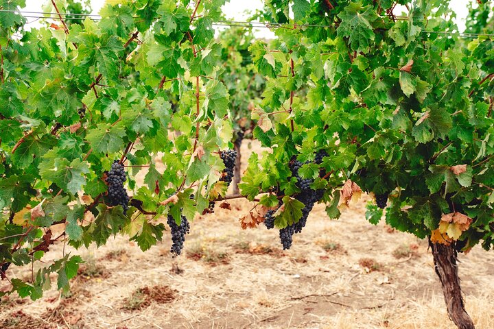 Tour del vino premium con Tannin Road (partenza da Busselton)