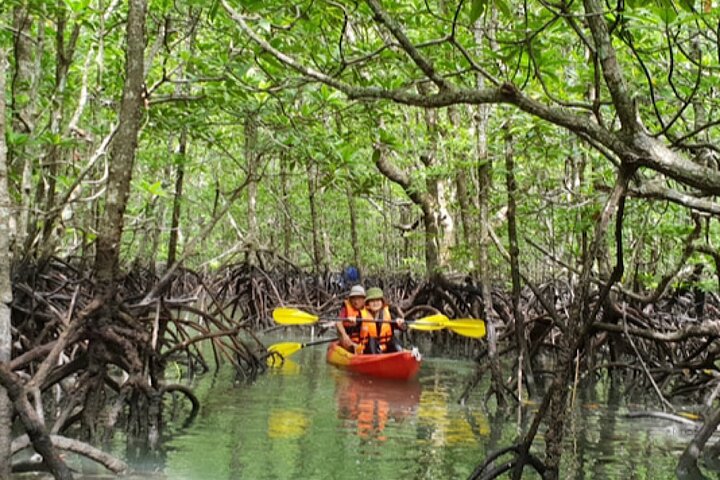Tour delle mangrovie in kayak a Ko Lanta con pranzo