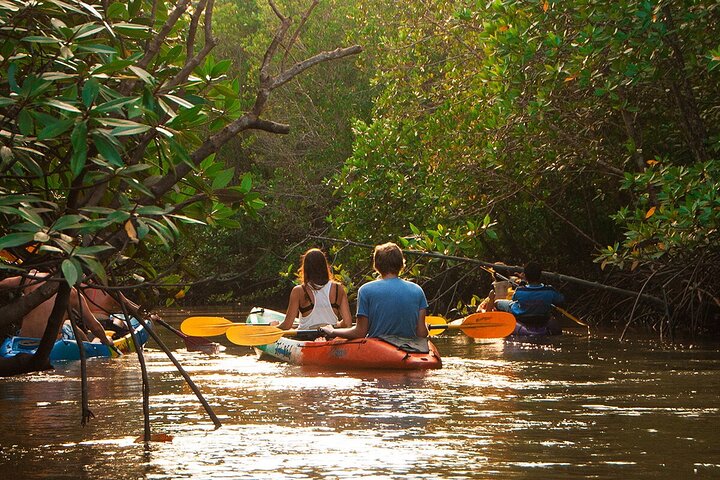 Tour delle mangrovie in kayak a Ko Lanta con pranzo