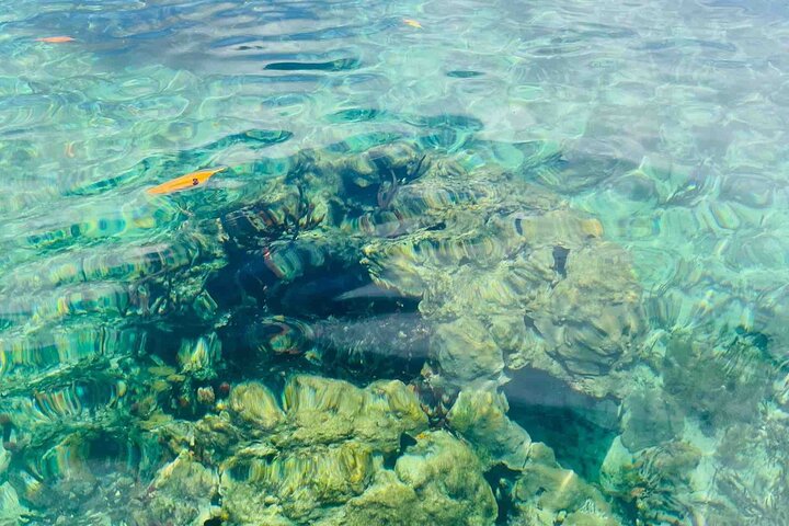 Recorrido de un día por las islas de Bocas del Toro en la playa Zapatilla