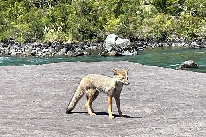 Vulkan Osorno und Nationalpark für Kreuzer - PRIVAT