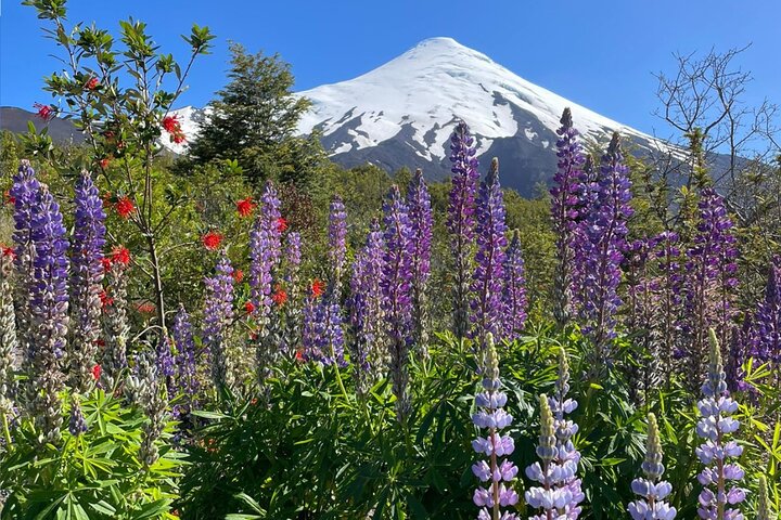 Vulkan Osorno und Nationalpark für Kreuzer - PRIVAT