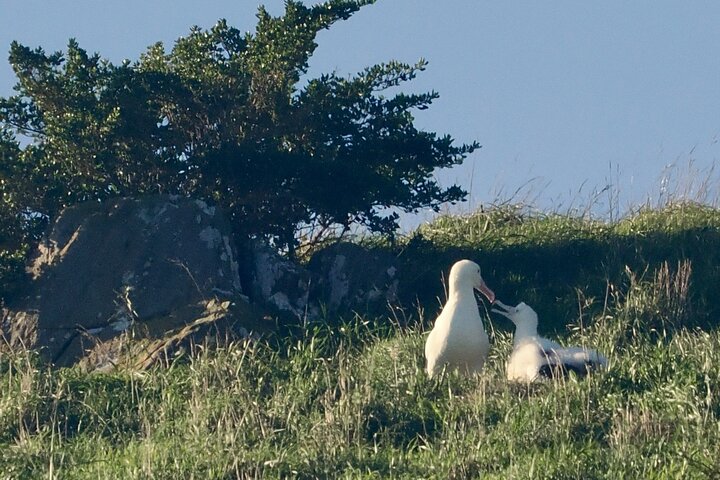Albatrossen, zeehonden en zeevogels - Wildlife Cruise