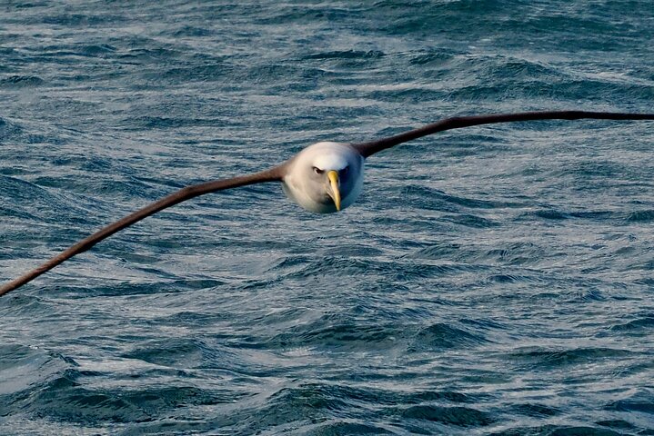 Albatrossen, zeehonden en zeevogels - Wildlife Cruise