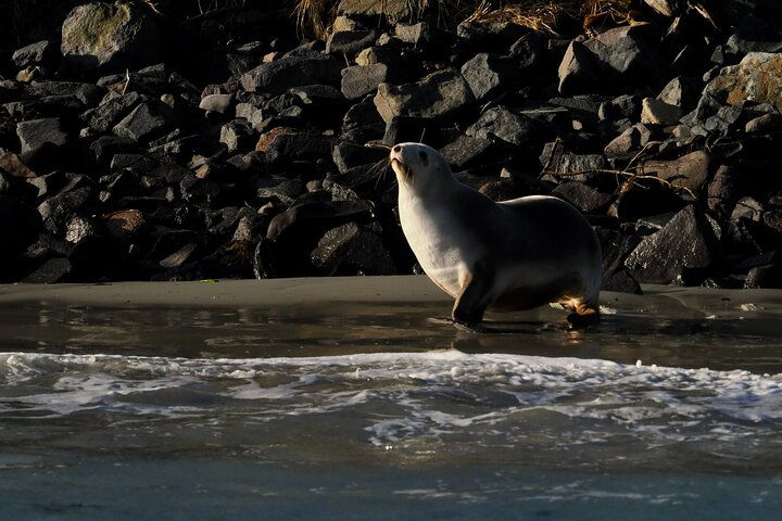 Albatrossen, zeehonden en zeevogels - Wildlife Cruise