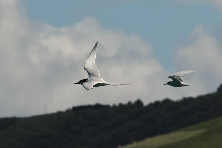 Albatrossen, zeehonden en zeevogels - Wildlife Cruise