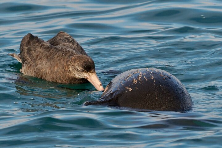 Albatrossen, zeehonden en zeevogels - Wildlife Cruise