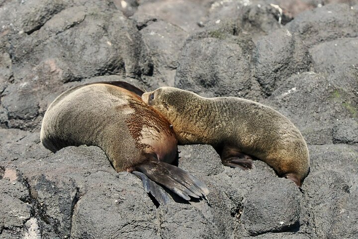 Albatrossen, zeehonden en zeevogels - Wildlife Cruise