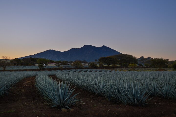 Tequila José Cuervo Verkostungsführung ab Puerto Vallarta