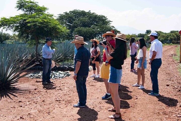 Tequila José Cuervo Verkostungsführung ab Puerto Vallarta