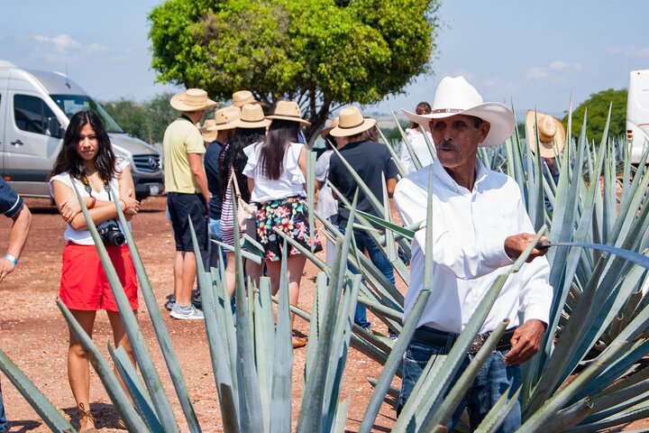 Tequila José Cuervo Verkostungsführung ab Puerto Vallarta