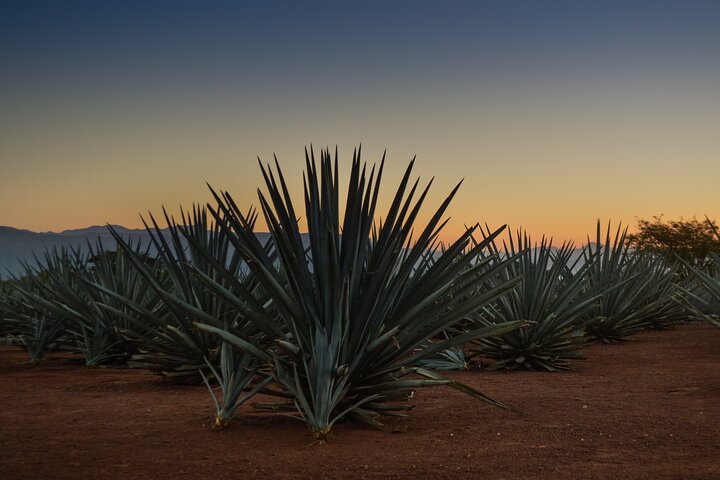 Tequila José Cuervo Verkostungsführung ab Puerto Vallarta