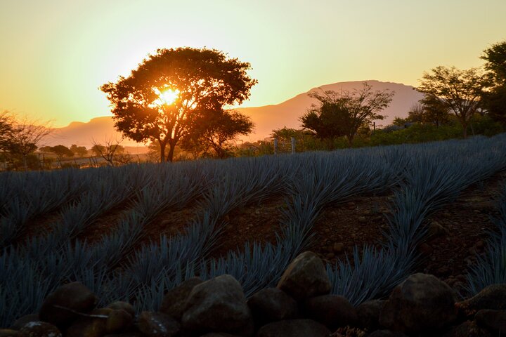 Tequila José Cuervo Verkostungsführung ab Puerto Vallarta