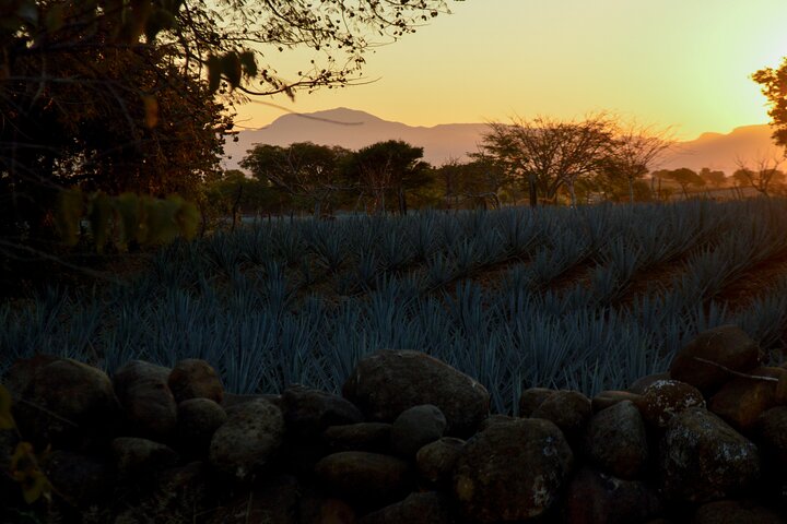 Tequila José Cuervo Verkostungsführung ab Puerto Vallarta