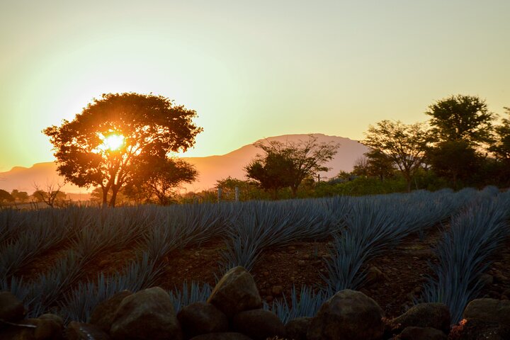 Tequila José Cuervo Verkostungsführung ab Puerto Vallarta