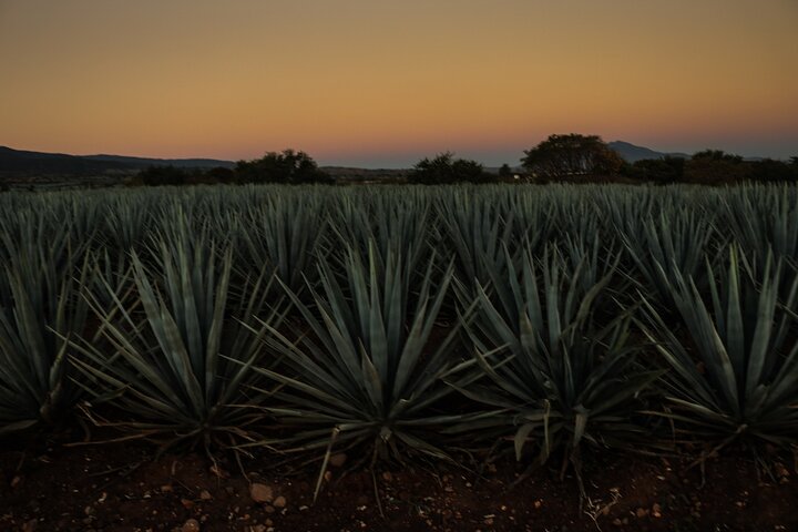 Tequila José Cuervo Verkostungsführung ab Puerto Vallarta