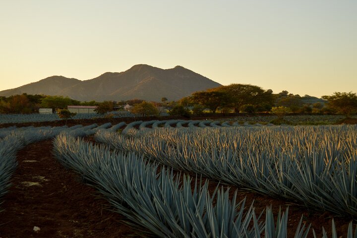 Tequila José Cuervo Verkostungsführung ab Puerto Vallarta
