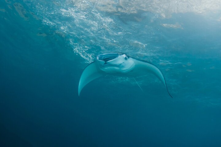 Nusa Penida : Schnorchelausflug Manta Point, Gamat Bay und Wall Bay