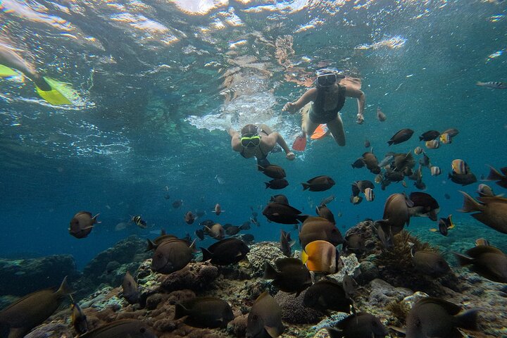 Nusa Penida : Schnorchelausflug Manta Point, Gamat Bay und Wall Bay